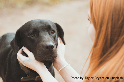Lipom beim Hund Ursachen, Symptome, Diagnose, Behandlung