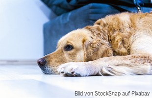 Akute lymphatische Leukämie (ALL) beim Hund