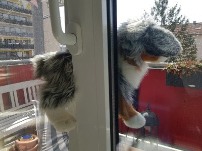 Im Fenster eingeklemmte Katze.