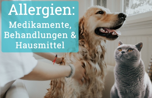 Allergien bei Hund und Katze: Behandlung & Medikamente4.3 (123)