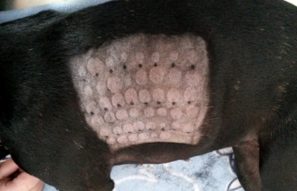 Themenspecial Allergien beim Hund fellomed