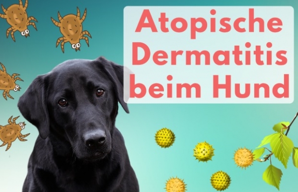 Themenspecial Allergien beim Hund fellomed