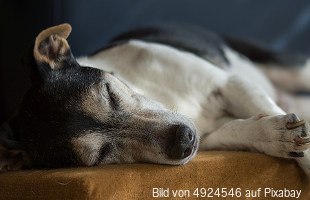 Mammatumor (Gesäugetumor) beim Hund4.5 (39)