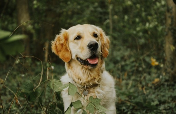 Diagnose der Schilddrüsenunterfunktion beim Hund: T4, TSH und Co4.5 (65)