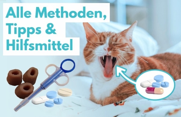 Katze Tablette geben: Methoden, Tipps, Tricks & Hilfsmittel