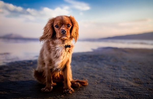 Häufiges Pinkeln beim Hund – Test & Ursachenübersicht