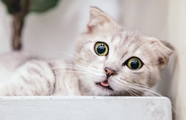 Katze hustet: Ursachen, Diagnose & Behandlung4.9 (15)