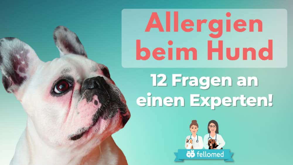 Allergien beim Hund: Experteninterview - Video