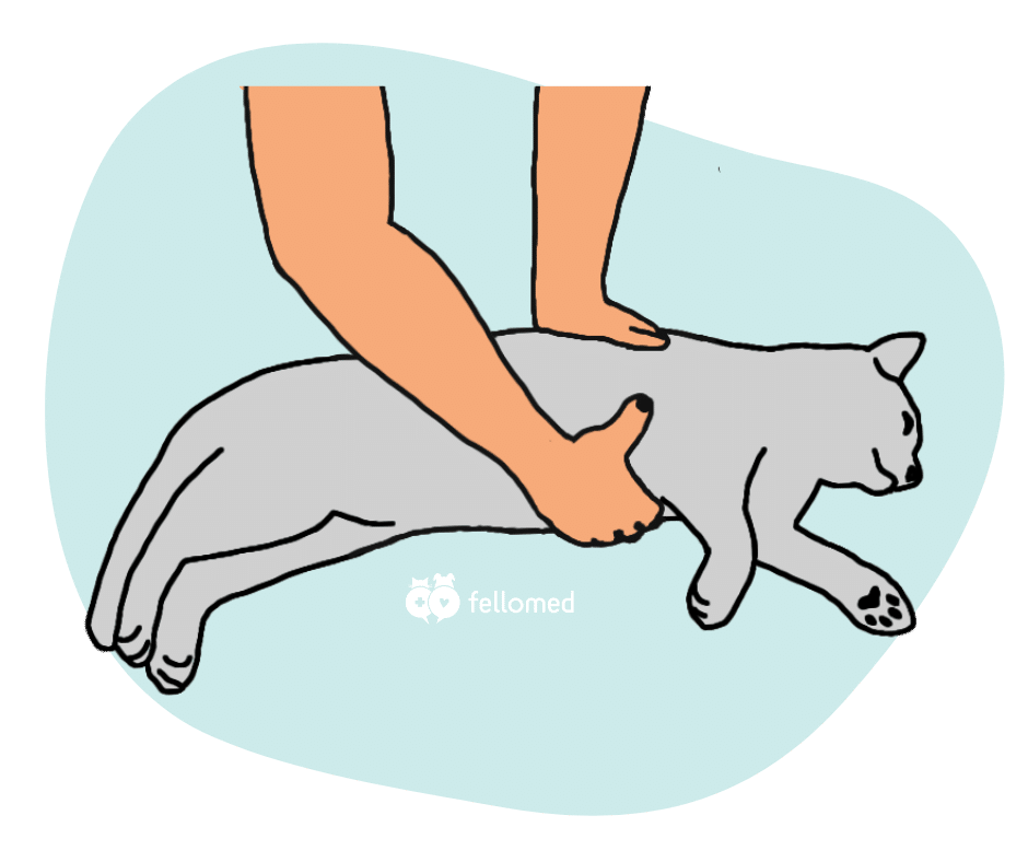 Wiederbelebung bei Hund und Katze: Herzdruckmassage Einhandtechnik