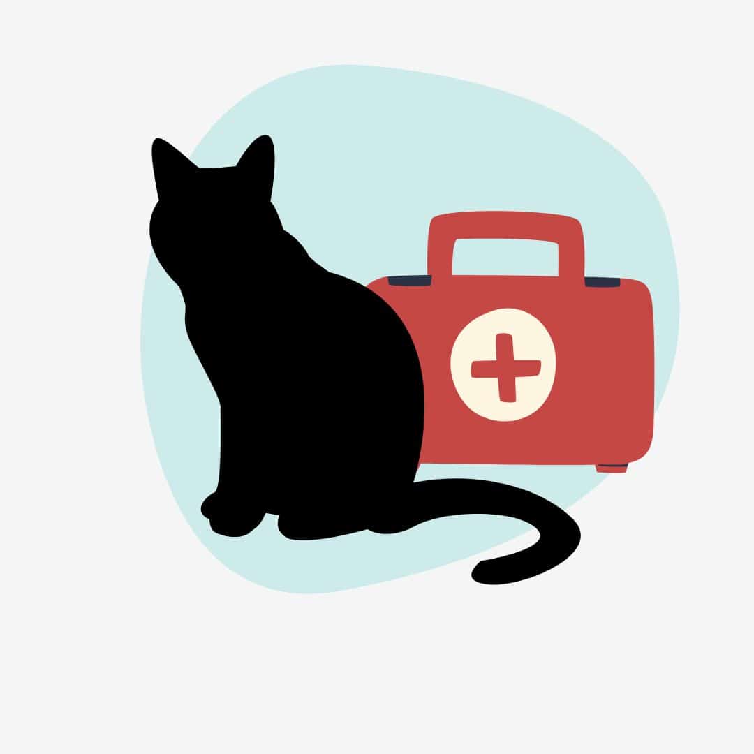 Kurs Erste Hilfe bei der Katze