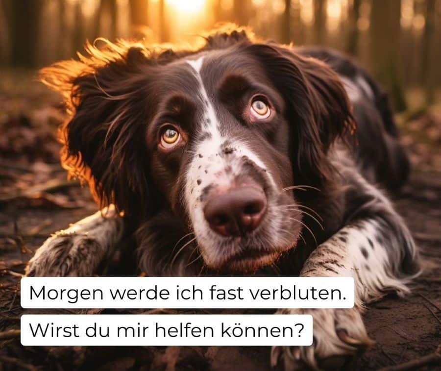 Erste Hilfe Hund - kannst du helfen?