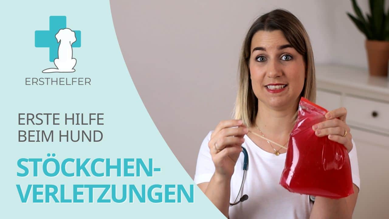 Video Erste Hilfe bei Hunden mit Stöckchenverletzungen