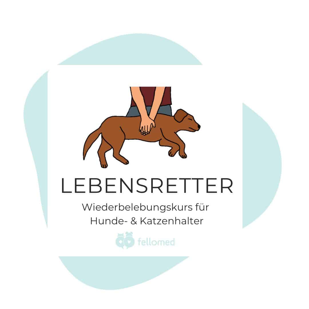 Logo Kurs Wiederbelebung bei Hund & Katze